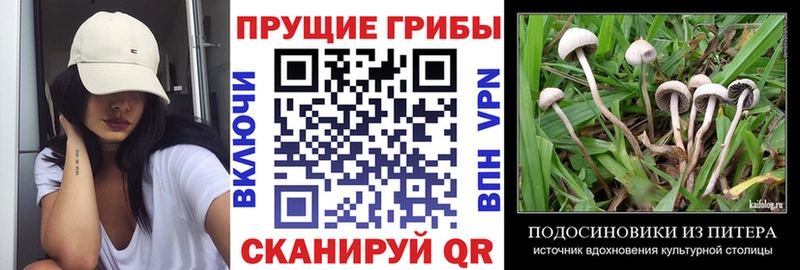 Псилоцибиновые грибы GOLDEN TEACHER  как найти закладки  Апшеронск 