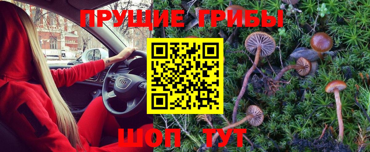 Псилоцибиновые грибы GOLDEN TEACHER Апшеронск